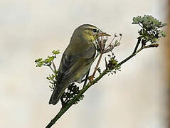 Willow Warbler