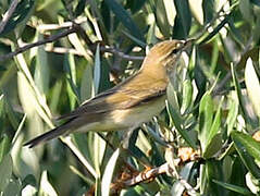 Willow Warbler