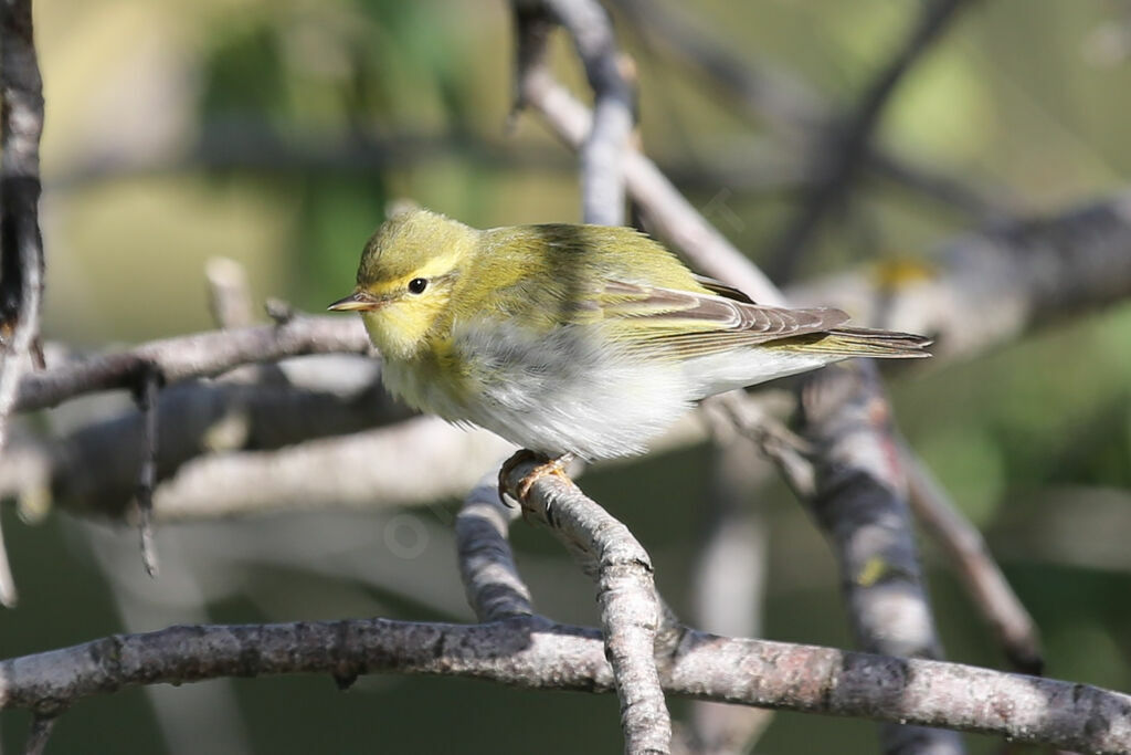 Wood Warbler