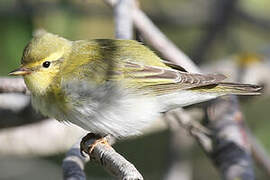 Wood Warbler