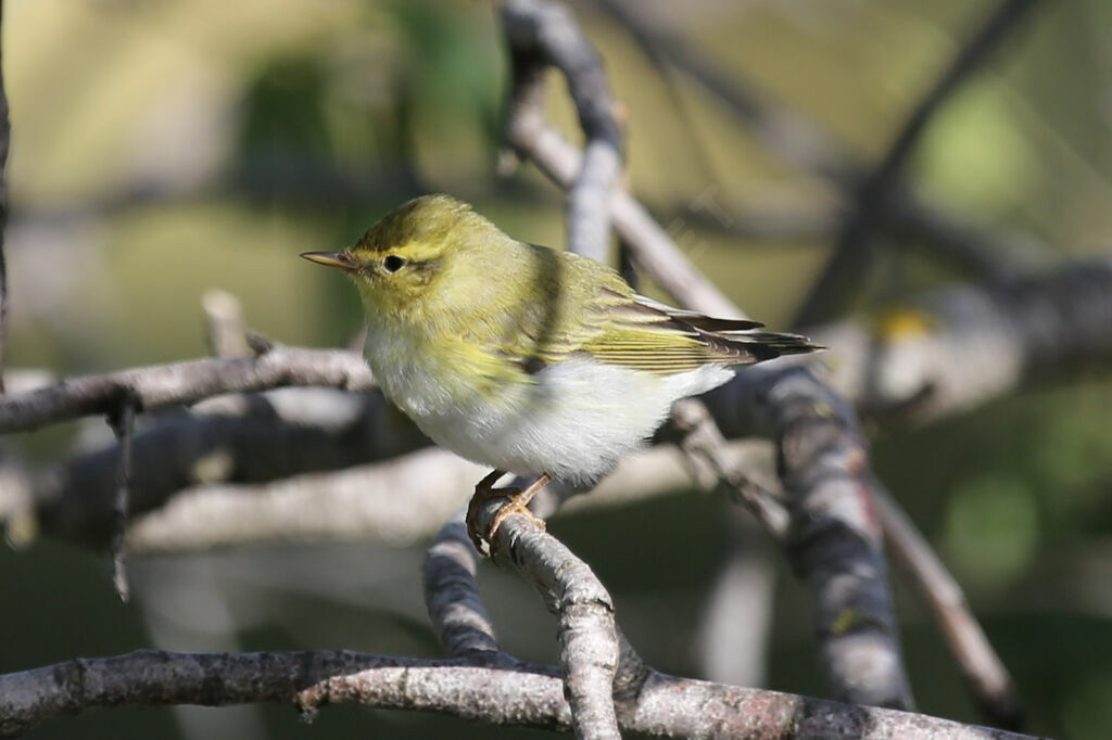 Wood Warbler