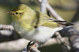 Wood Warbler