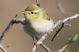 Wood Warbler