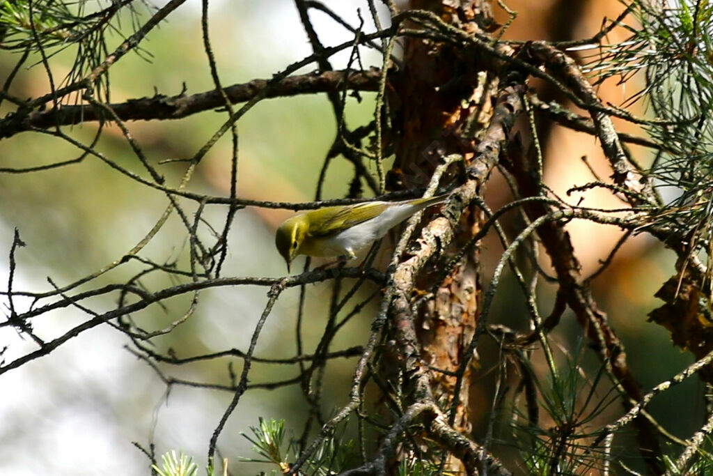 Wood Warbler