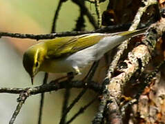 Wood Warbler