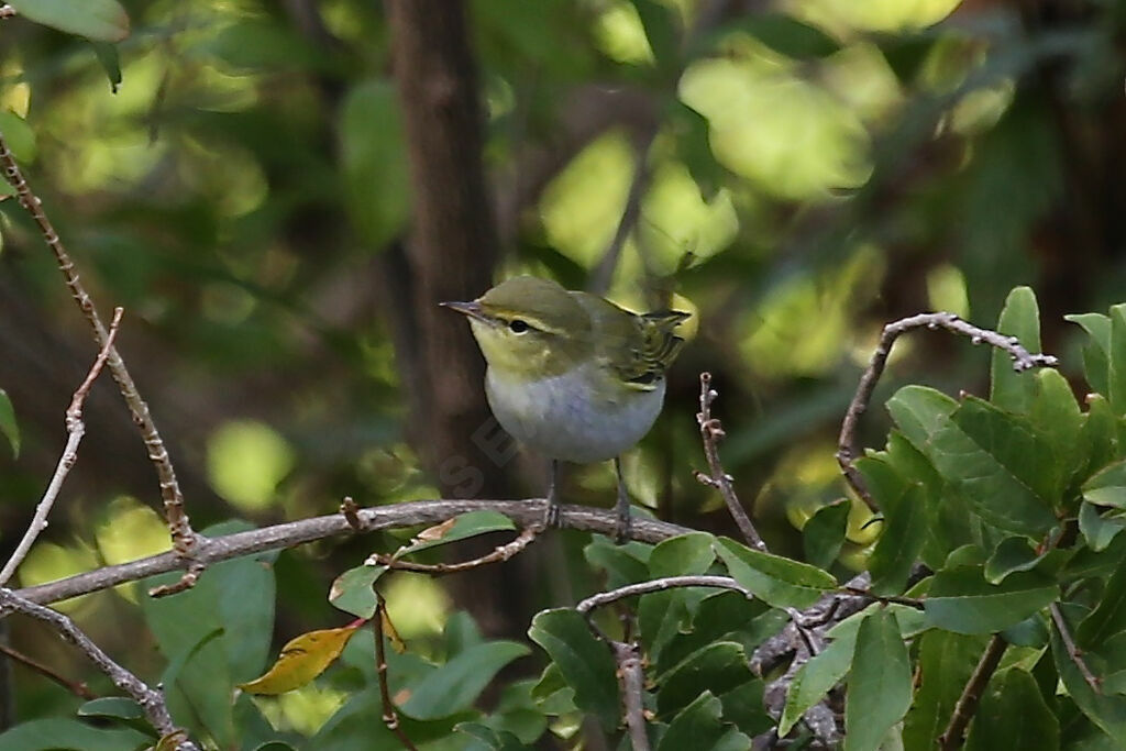 Wood Warbler