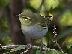 Wood Warbler