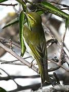 Wood Warbler