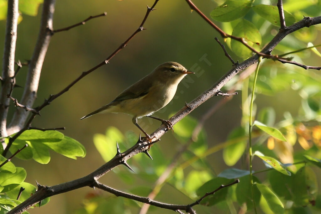 Common Chiffchaff