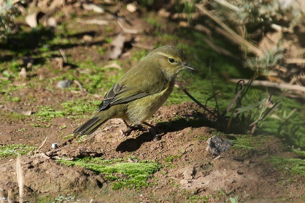 Common Chiffchaff