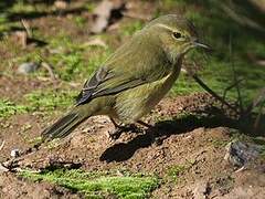 Common Chiffchaff