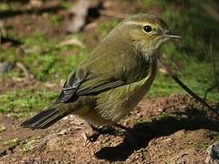 Common Chiffchaff