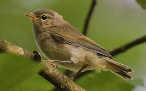 Common Chiffchaff