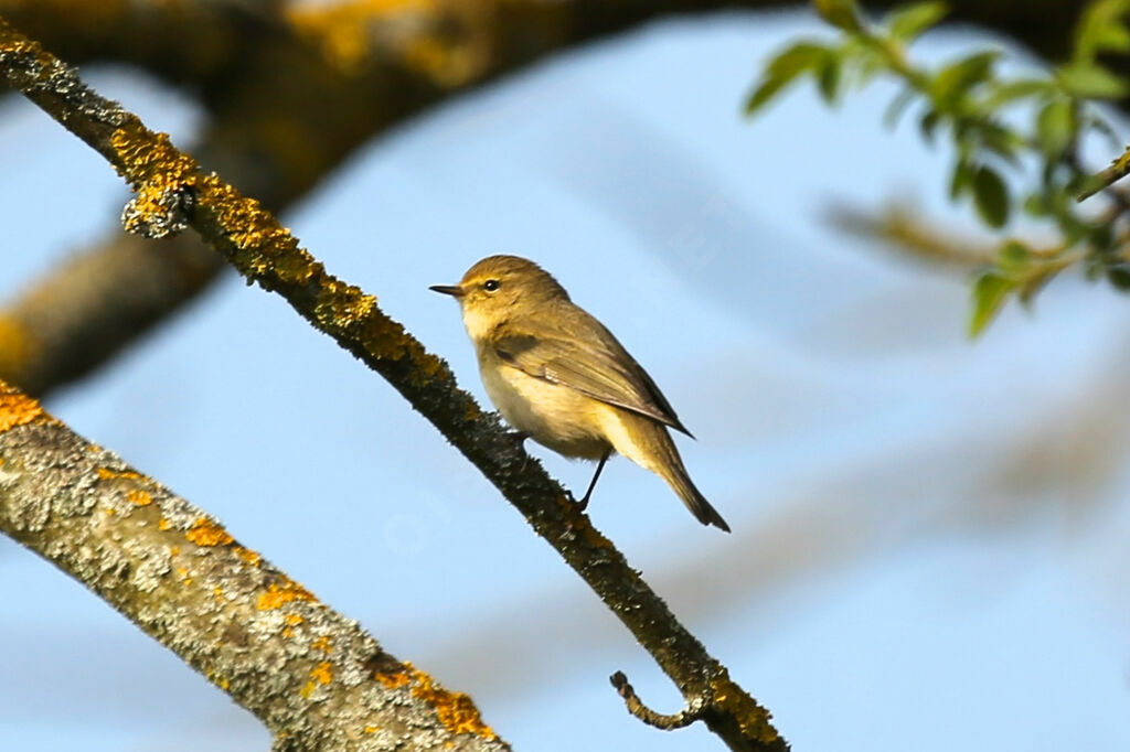 Common Chiffchaff