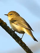 Common Chiffchaff