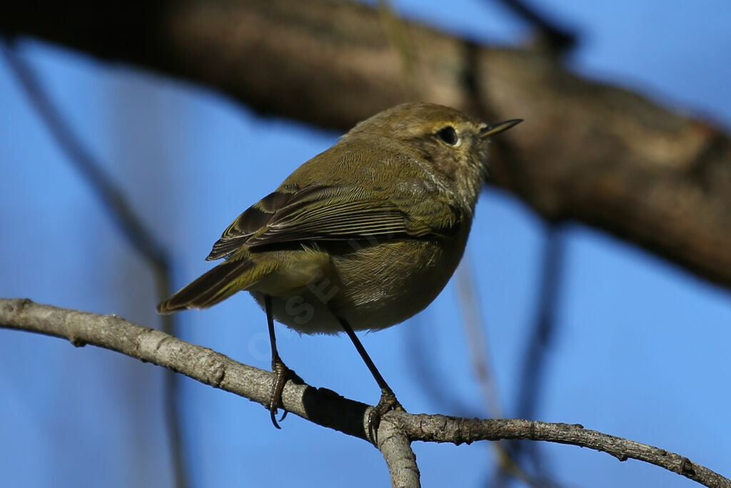 Common Chiffchaff