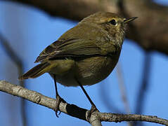 Common Chiffchaff