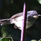 Prinia à gorge blanche