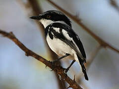 Chinspot Batis