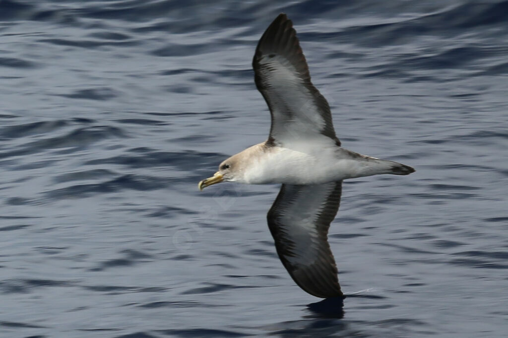 Cory's Shearwater