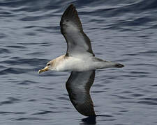 Cory's Shearwater