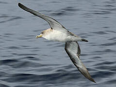 Cory's Shearwater