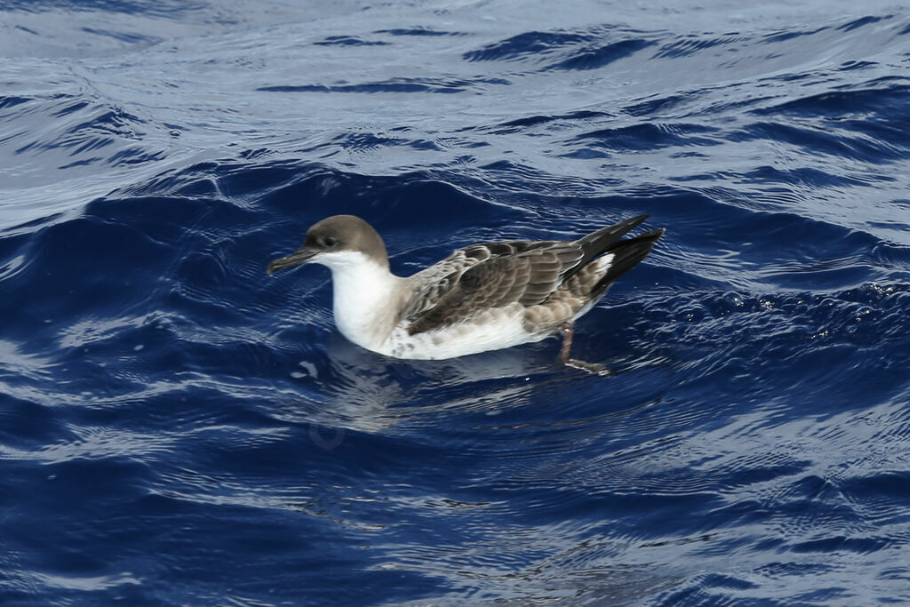 Great Shearwater