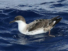 Great Shearwater