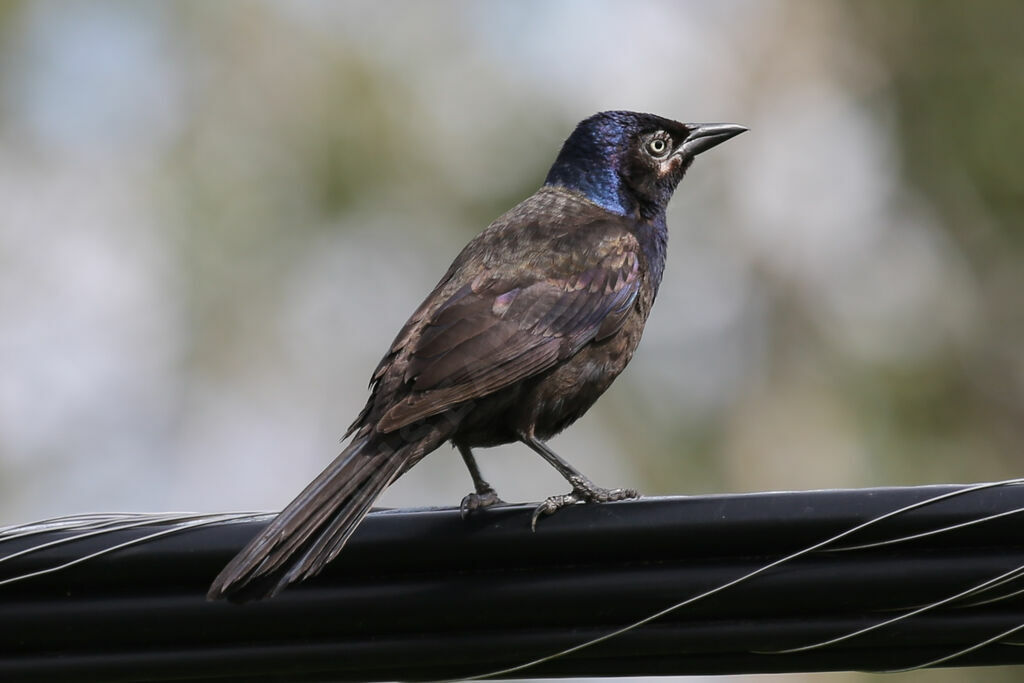 Common Grackle