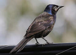 Common Grackle