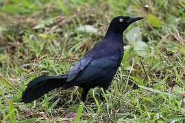 Greater Antillean Grackle