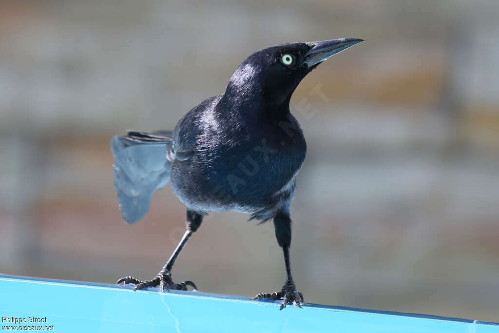 Greater Antillean Grackleadult, close-up portrait