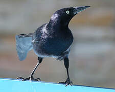 Greater Antillean Grackle