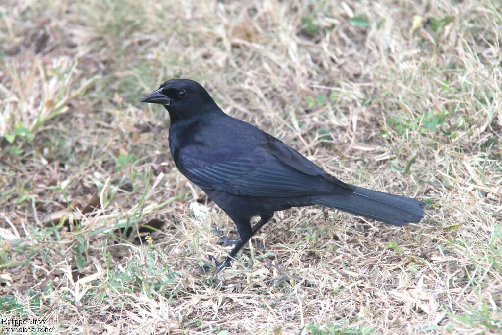 Quiscale violetadulte, identification