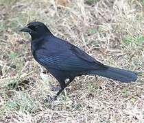 Cuban Blackbird