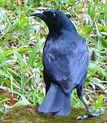 Cuban Blackbird