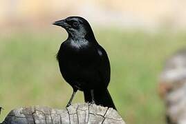 Cuban Blackbird