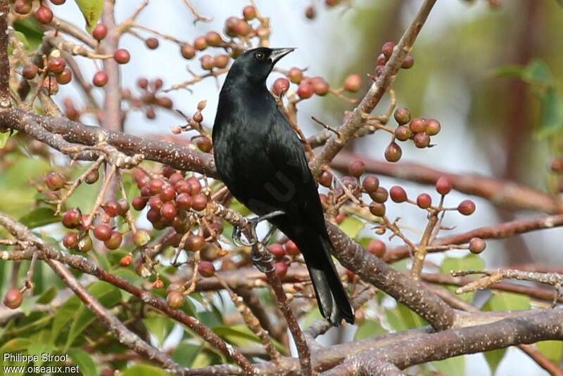 Cuban Blackbird, habitat, Behaviour