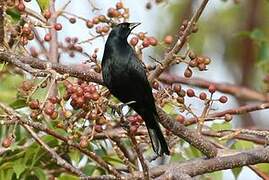 Cuban Blackbird