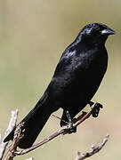 Cuban Blackbird