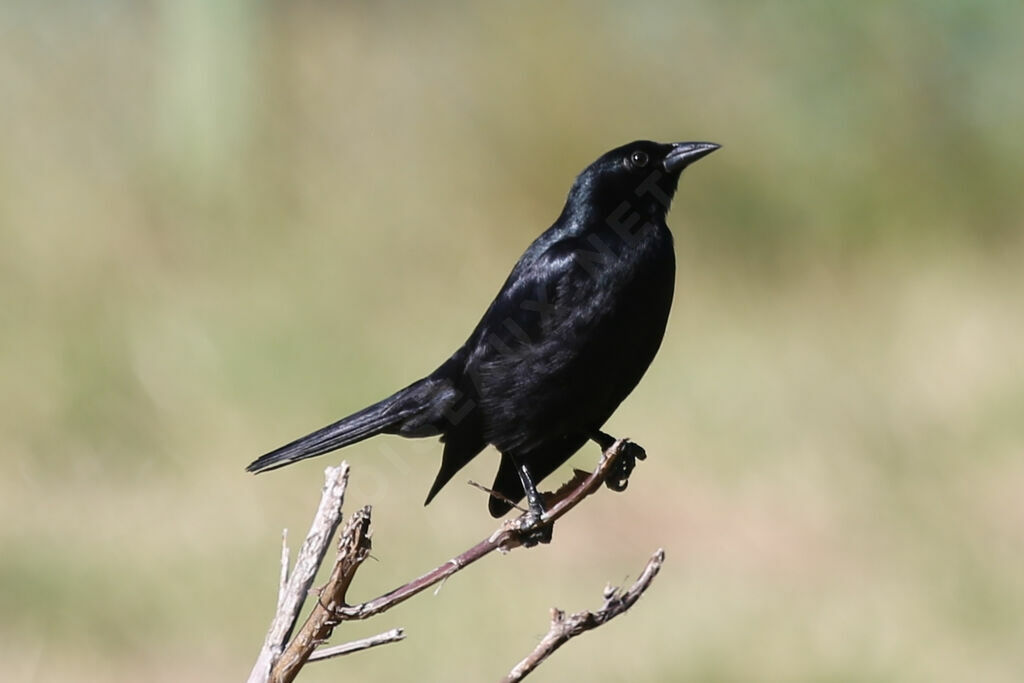 Cuban Blackbird