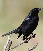 Cuban Blackbird