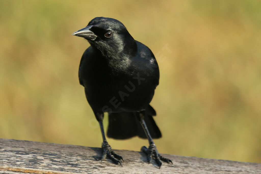 Cuban Blackbird