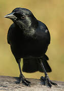 Cuban Blackbird