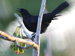 Cuban Blackbird