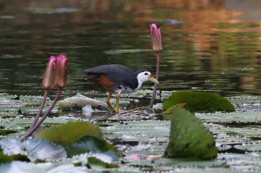 White-breasted Waterhen