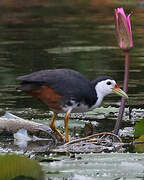 White-breasted Waterhen