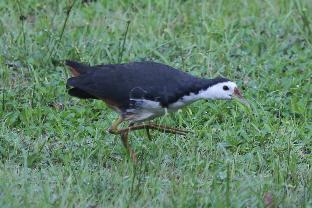 White-breasted Waterhen