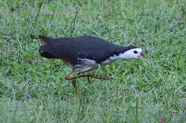 White-breasted Waterhen