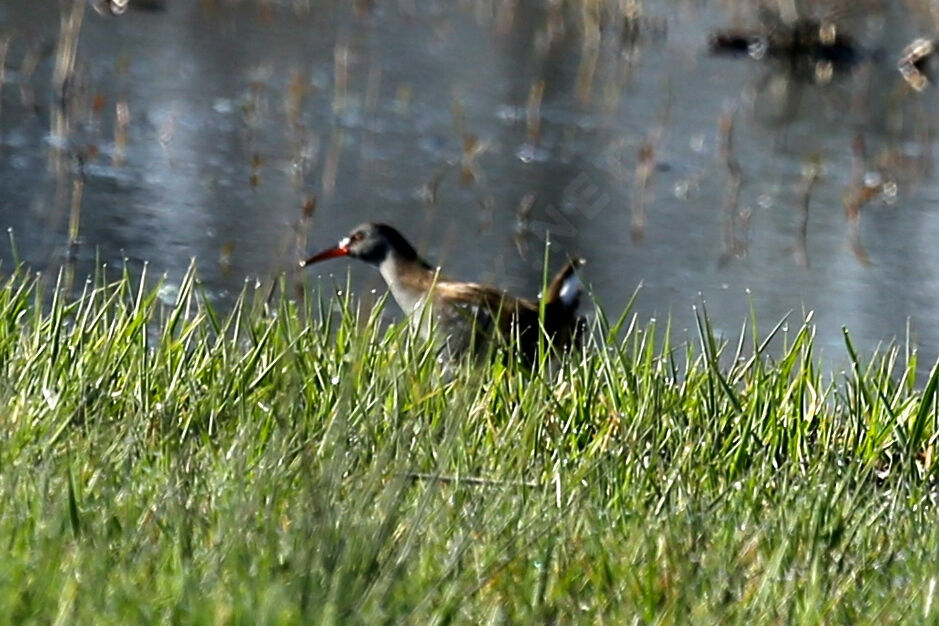 Water Rail